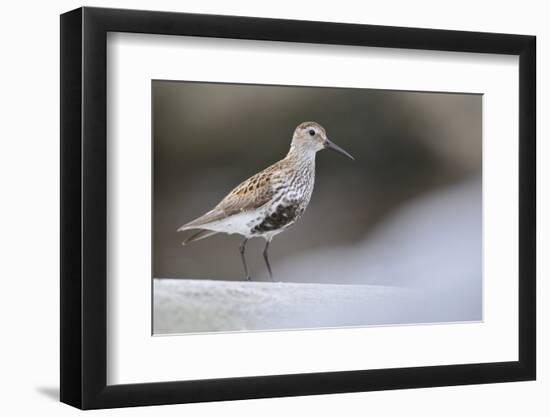 Dunlin (Calidris Alpina) Perching on a Rock, Outer Hebrides, Scotland, UK, June-Fergus Gill-Framed Photographic Print