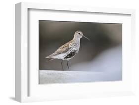 Dunlin (Calidris Alpina) Perching on a Rock, Outer Hebrides, Scotland, UK, June-Fergus Gill-Framed Photographic Print