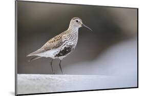 Dunlin (Calidris Alpina) Perching on a Rock, Outer Hebrides, Scotland, UK, June-Fergus Gill-Mounted Photographic Print