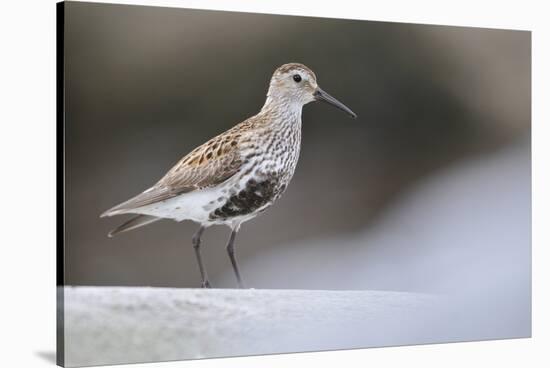 Dunlin (Calidris Alpina) Perching on a Rock, Outer Hebrides, Scotland, UK, June-Fergus Gill-Stretched Canvas