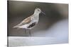 Dunlin (Calidris Alpina) Perching on a Rock, Outer Hebrides, Scotland, UK, June-Fergus Gill-Stretched Canvas