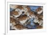 Dunlin flock resting during migration-Ken Archer-Framed Photographic Print
