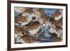 Dunlin flock resting during migration-Ken Archer-Framed Photographic Print