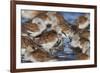 Dunlin flock resting during migration-Ken Archer-Framed Photographic Print