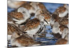 Dunlin flock resting during migration-Ken Archer-Mounted Photographic Print