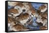 Dunlin flock resting during migration-Ken Archer-Framed Stretched Canvas