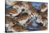 Dunlin flock resting during migration-Ken Archer-Stretched Canvas