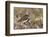 Dunlin on Arctic tundra-Ken Archer-Framed Photographic Print