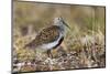 Dunlin on Arctic tundra-Ken Archer-Mounted Photographic Print