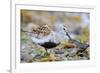 Dunlin portrait, Vardo, Finnmark, Norway-Markus Varesvuo-Framed Photographic Print