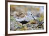 Dunlin portrait, Vardo, Finnmark, Norway-Markus Varesvuo-Framed Photographic Print