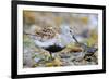 Dunlin portrait, Vardo, Finnmark, Norway-Markus Varesvuo-Framed Photographic Print