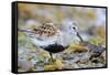 Dunlin portrait, Vardo, Finnmark, Norway-Markus Varesvuo-Framed Stretched Canvas