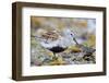 Dunlin portrait, Vardo, Finnmark, Norway-Markus Varesvuo-Framed Photographic Print