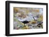 Dunlin portrait, Vardo, Finnmark, Norway-Markus Varesvuo-Framed Photographic Print