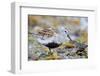 Dunlin portrait, Vardo, Finnmark, Norway-Markus Varesvuo-Framed Photographic Print