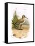 Dunlin-English-Framed Stretched Canvas