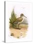 Dunlin-English-Stretched Canvas