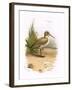 Dunlin-English-Framed Giclee Print