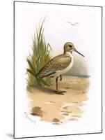 Dunlin-English-Mounted Giclee Print