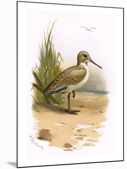 Dunlin-English-Mounted Giclee Print