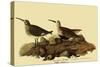 Dunlins-John James Audubon-Stretched Canvas