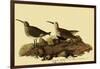 Dunlins-John James Audubon-Framed Giclee Print