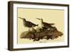 Dunlins-John James Audubon-Framed Giclee Print