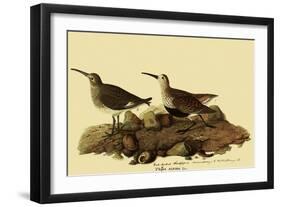 Dunlins-John James Audubon-Framed Giclee Print
