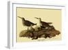 Dunlins-John James Audubon-Framed Giclee Print