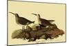 Dunlins-John James Audubon-Mounted Giclee Print