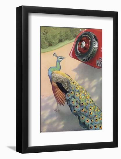 Dunlop Tyre Advertisement Featuring a Peacock-null-Framed Photographic Print