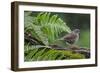 Dunnock perching on tree branch, Belgium-Philippe Clement-Framed Photographic Print