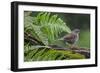 Dunnock perching on tree branch, Belgium-Philippe Clement-Framed Photographic Print