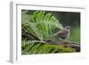 Dunnock perching on tree branch, Belgium-Philippe Clement-Framed Photographic Print