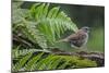 Dunnock perching on tree branch, Belgium-Philippe Clement-Mounted Photographic Print