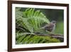 Dunnock perching on tree branch, Belgium-Philippe Clement-Framed Photographic Print