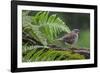 Dunnock perching on tree branch, Belgium-Philippe Clement-Framed Photographic Print