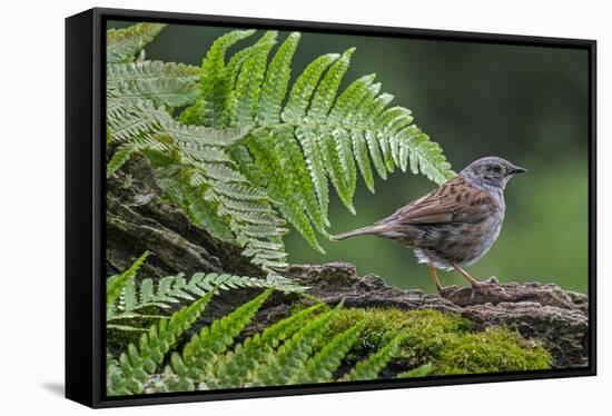 Dunnock perching on tree branch, Belgium-Philippe Clement-Framed Stretched Canvas