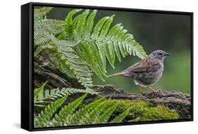 Dunnock perching on tree branch, Belgium-Philippe Clement-Framed Stretched Canvas