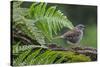 Dunnock perching on tree branch, Belgium-Philippe Clement-Stretched Canvas