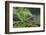 Dunnock perching on tree branch, Belgium-Philippe Clement-Framed Photographic Print