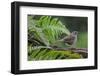 Dunnock perching on tree branch, Belgium-Philippe Clement-Framed Photographic Print