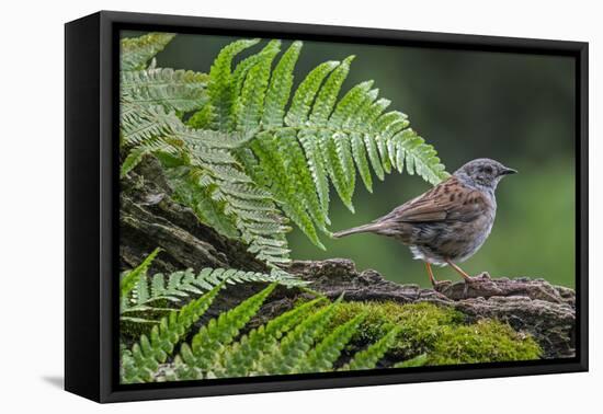 Dunnock perching on tree branch, Belgium-Philippe Clement-Framed Stretched Canvas