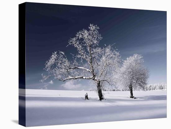 Duo White-Philippe Sainte-Laudy-Stretched Canvas