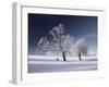 Duo White-Philippe Sainte-Laudy-Framed Photographic Print