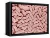 Duodenum Villi from a Rat-Micro Discovery-Framed Stretched Canvas