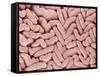 Duodenum Villi from a Rat-Micro Discovery-Framed Stretched Canvas