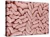 Duodenum Villi from a Rat-Micro Discovery-Stretched Canvas