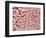 Duodenum Villi from a Rat-Micro Discovery-Framed Photographic Print